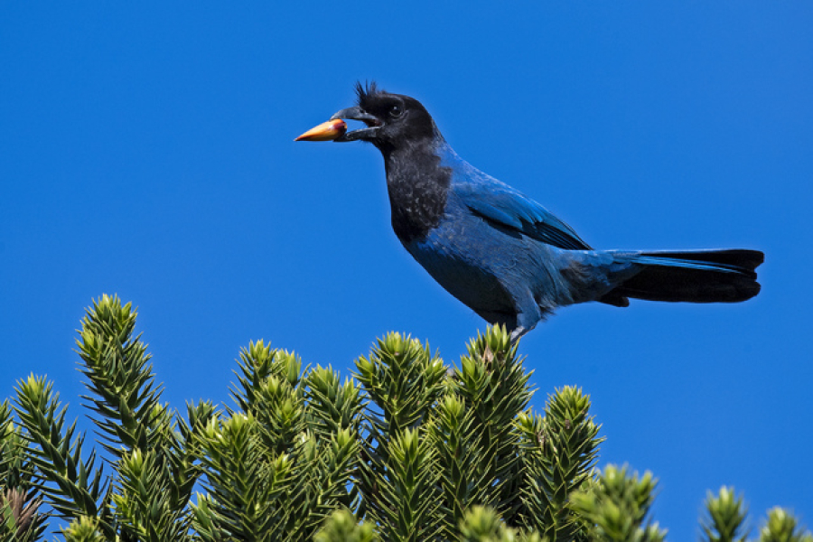Projeto Gralha-Azul apresenta ações de resgate e conservação da fauna silvestre em Veranópolis