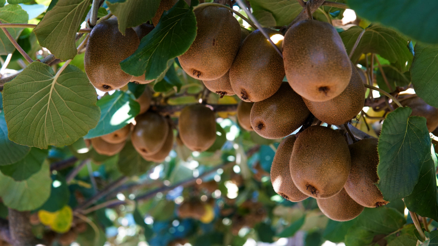 Farroupilha abre colheita do kiwi 2026 com expectativa de safra 40% maior