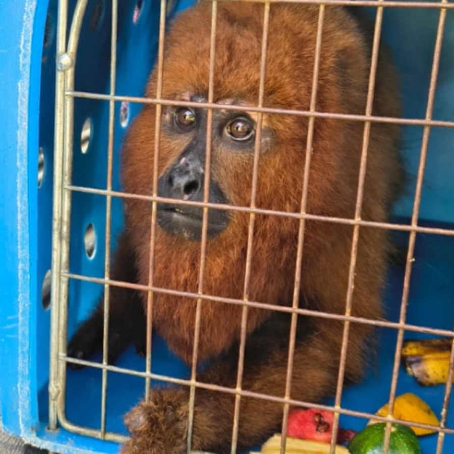 Bugio-ruivo resgatado às margens de rodovia na Serra Gaúcha retorna à natureza após reabilitação