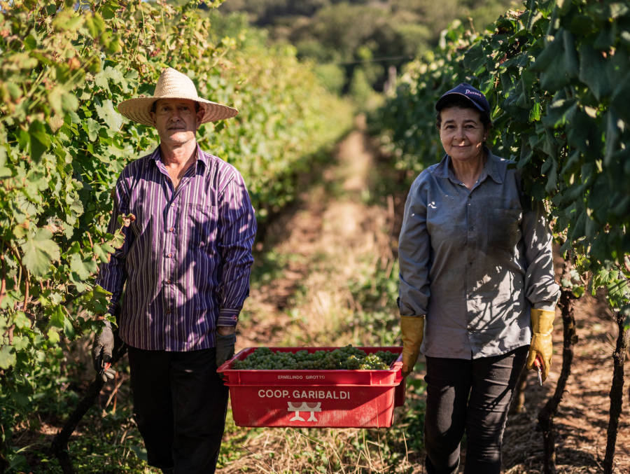 Cooperativa Vinícola Garibaldi fecha safra de uva com crescimento e ótima matéria-prima
