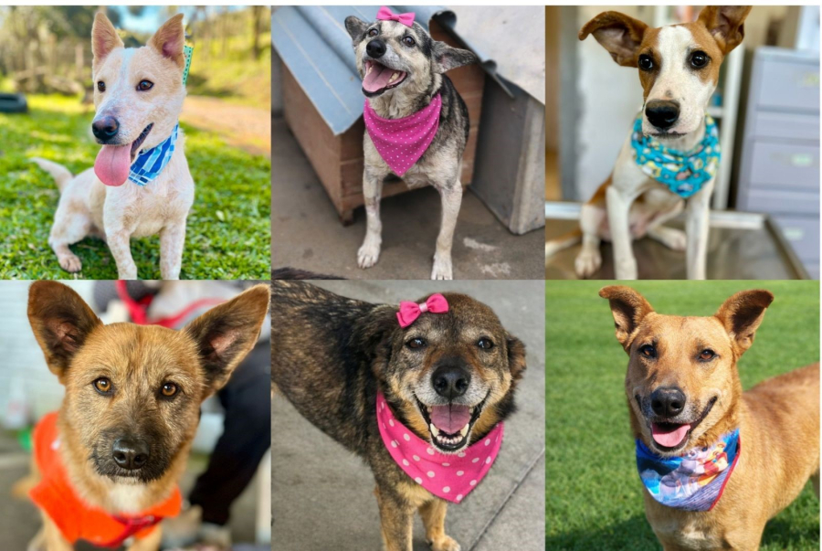 Campanha Me AUdote promove adoção de cães em Farroupilha neste sábado