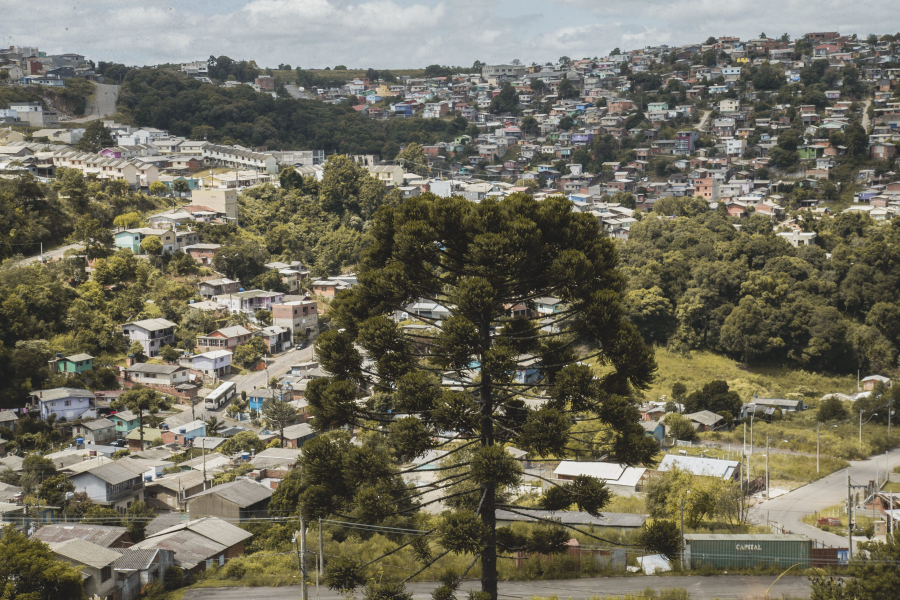 Fotolivro registra presença de araucárias em áreas urbanas e rurais de Caxias do Sul